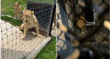 'Horror' en el Ajusco: 8 felinos están en condición crítica, informa Gobierno