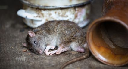 Ratas y ratones: 5 señales de que tienes en tu casa... sin que lo sepas