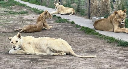 'Horror' en el Ajusco no acaba: Fiscalía busca fosas con cadáveres de felinos sacrificados