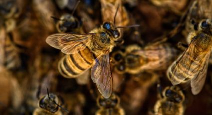 Abejas atacan a 25 niños en escuela de Hidalgo... ¿qué tan peligrosas son?