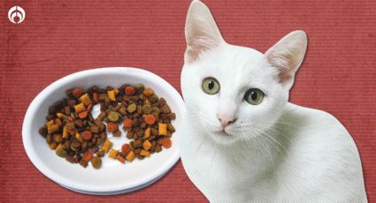 Gatitos: estas son las croquetas "aprobadas" y "reprobadas" por la Profeco