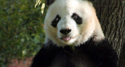 Osos panda: México tiene a Xin Xin, la única de su especie que no pertenece a China