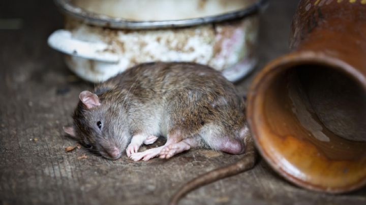 Ratas y ratones: 5 señales de que tienes en tu casa... sin que lo sepas