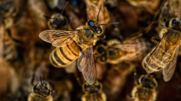 Abejas atacan a 25 niños en escuela de Hidalgo... ¿qué tan peligrosas son?