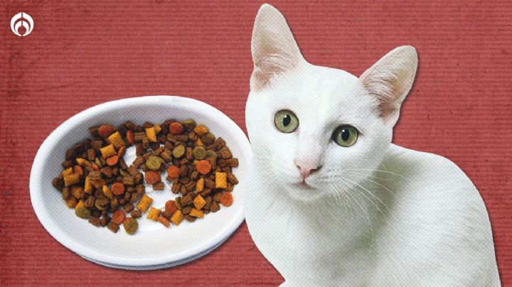 Gatitos: estas son las croquetas "aprobadas" y "reprobadas" por la Profeco