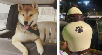 Maple: la historia del perrito que fue a un campamento… y lo regresaron en forma de cenizas