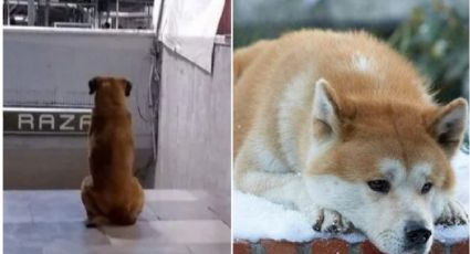 Hachiko 'chilanga': la historia de la perrita que espera a su dueño en Metro La Raza