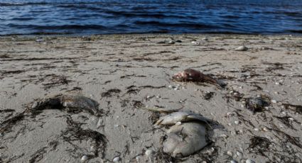 Marea roja en Yucatán: ¿qué es y cómo afecta a los mariscos que comemos?