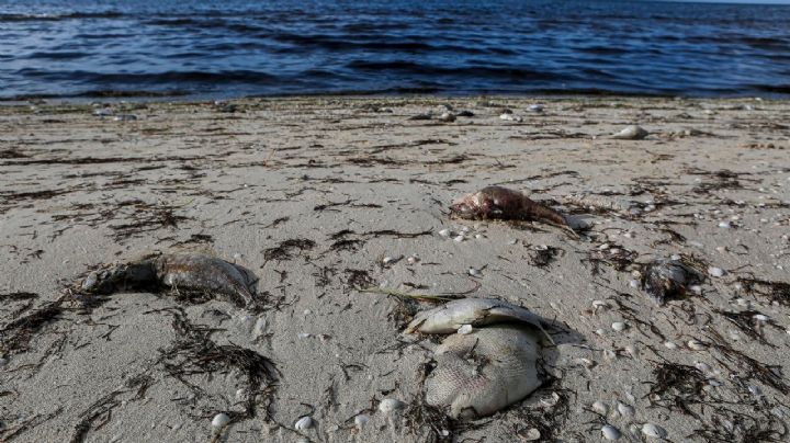 Marea roja en Yucatán: ¿qué es y cómo afecta a los mariscos que comemos?
