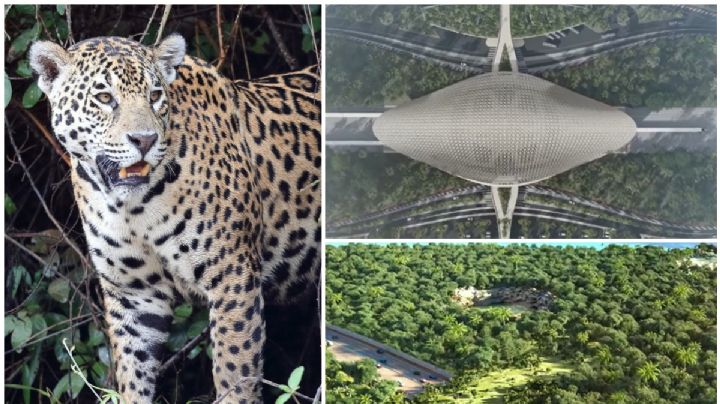 (FOTOS) Tren Maya: ¿Cómo será el Parque del Jaguar? Esto sabemos