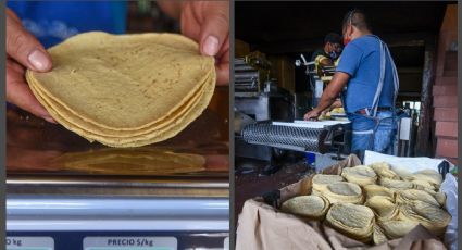 Tortilla ¡'en peligro de extinción'! Productores alertan por alto costo de insumos