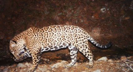 ¡El 'Jefe' está de vuelta! Captan en Sonora al único jaguar salvaje libre de EU