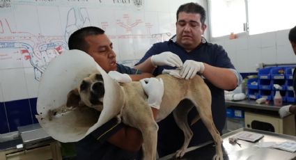 ¿Cuánto gana un veterinario en México?