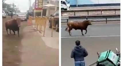 (VIDEO) Toro causa pánico en calles de Lima; reportan heridos