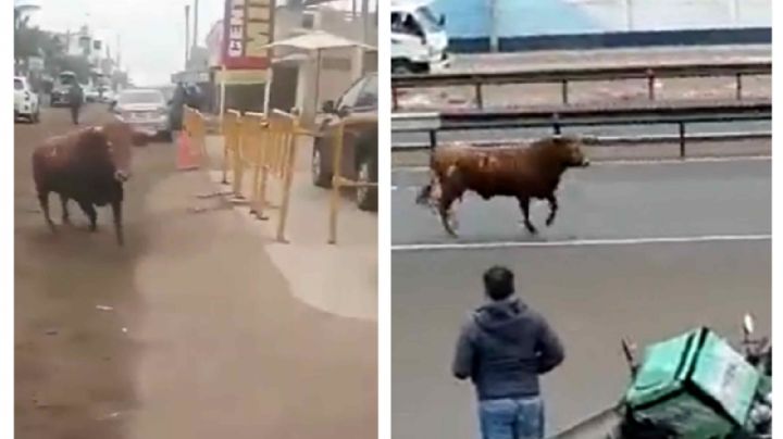 (VIDEO) Toro causa pánico en calles de Lima; reportan heridos