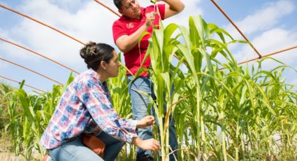 Reconocen a nivel nacional ingenierías de agronomía de la UANL