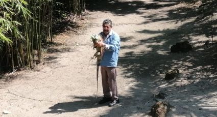 (VIDEO) El campesino que alimenta diario a 200 iguanas y lucha por una reserva ecológica