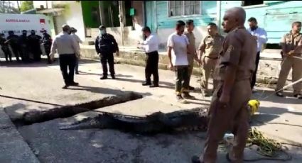 “Evitemos accidentes” Pide Ciest respetar señalética y hábitats de cocodrilos