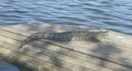 ¡En aumento los ataques de cocodrilos! Autoridades piden no entrar a laguna por etapa de eclosión