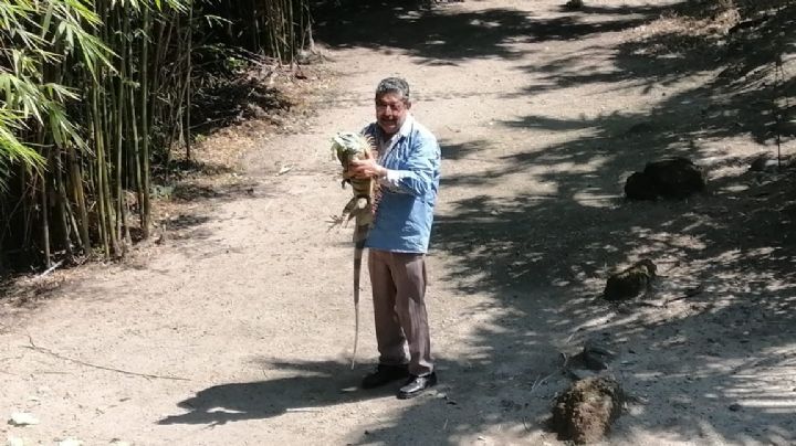 (VIDEO) El campesino que alimenta diario a 200 iguanas y lucha por una reserva ecológica