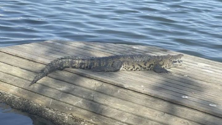 ¡En aumento los ataques de cocodrilos! Autoridades piden no entrar a laguna por etapa de eclosión