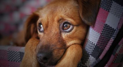 Perritos: Este remedio salvará a tu lomito en caso de envenenamiento