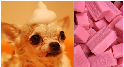 Perritos: ¿es bueno bañarlos con jabón Zote para quitarles las pulgas?