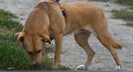 Perritos: ¿Por qué huelen antes el lugar en el que van a orinar?