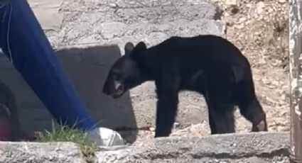 (VIDEO) Captan a osos en busca de comida y agua en NL