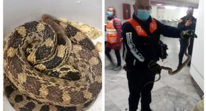 (FOTOS) ¡Víbora en el Metro! Ahora hallan serpiente en andén de Línea 1