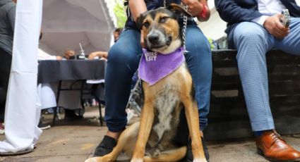 Con Adoptón en León, encuentran un hogar 37 mascotas