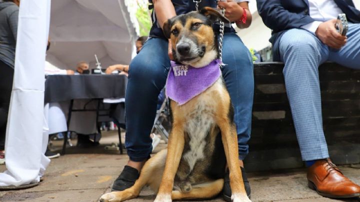 Con Adoptón en León, encuentran un hogar 37 mascotas