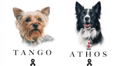 Justicia para perritos Athos y Tango: dan 10 años de cárcel a su asesino en juicio histórico