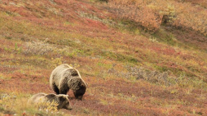 (VIDEO) Torturan a oso bebé: Profepa denunciará ataque que conmocionó a Coahuila