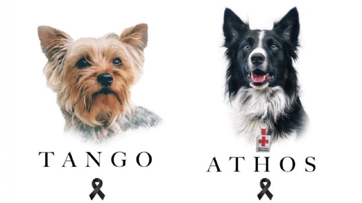 Justicia para perritos Athos y Tango: dan 10 años de cárcel a su asesino en juicio histórico