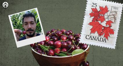 Trabajo de ensueño: ¿cuánto gana un mexicano recogiendo cerezas en Canadá?