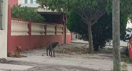 Hasta 10 ataques de perros llegan a atenderse al Centro de Salud de Madero