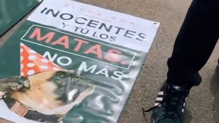 Se han judicializado 5 casos de maltrato animal en Querétaro