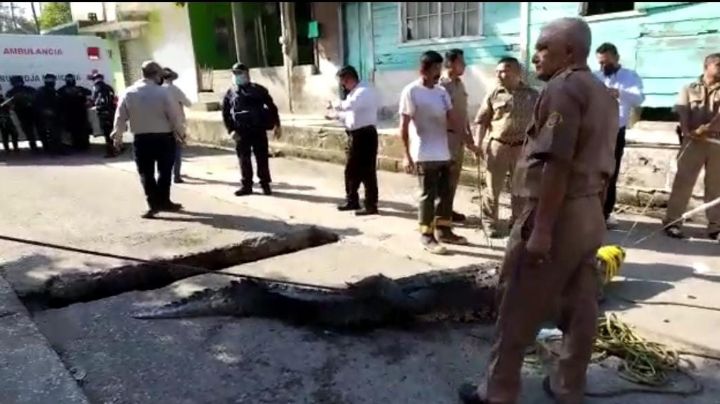 ¿Es necesario eliminar la protección federal de cocodrilos para evitar su sobrepoblación en Tampico?