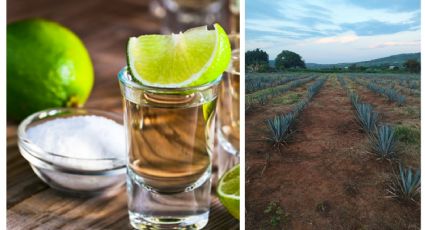 ¿Cuándo nació el tequila y cuántos tipos hay?