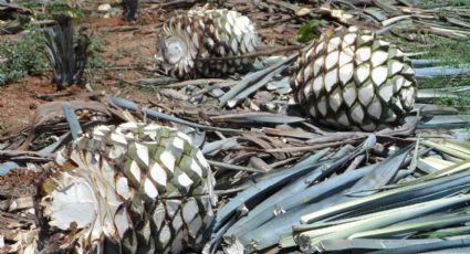 ¿El tequila y el agave se encuentran en peligro de extinción?