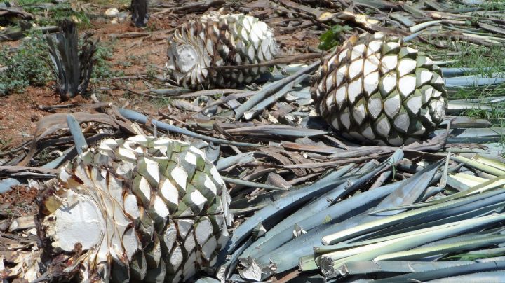 ¿El tequila y el agave se encuentran en peligro de extinción?