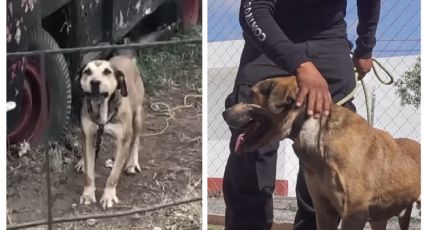 Perritos: Fiscalía de Querétaro rescata a ´lomito' encadenado en terreno baldío