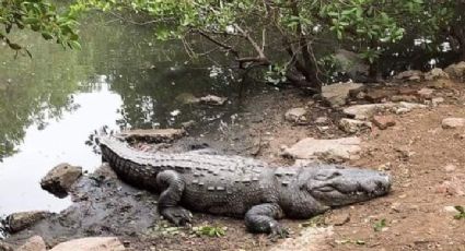 ¡Urge creación de SOS Cocodrilo en Zona Sur de Tamaulipas!