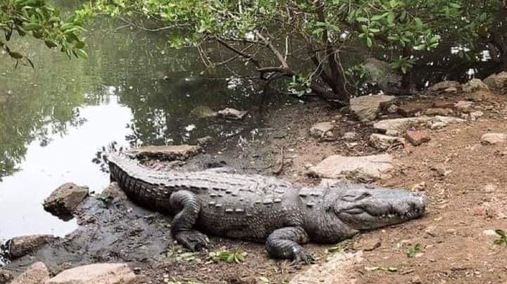 ¡Urge creación de SOS Cocodrilo en Zona Sur de Tamaulipas!