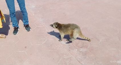 ¿Los mapaches han acabo con ecosistema de Escolleras en Playa Miramar?