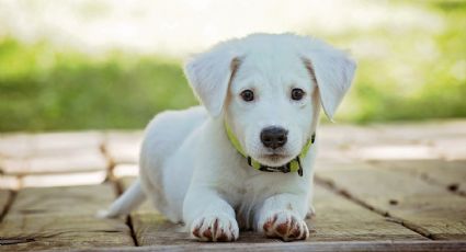 Perritos: ¿Cómo saber el significado del nombre de mi mascota? Esta herramienta te lo dice