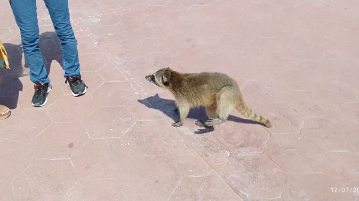 ¿Los mapaches han acabo con ecosistema de Escolleras en Playa Miramar?