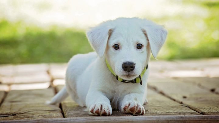 Perritos: ¿Cómo saber el significado del nombre de mi mascota? Esta herramienta te lo dice