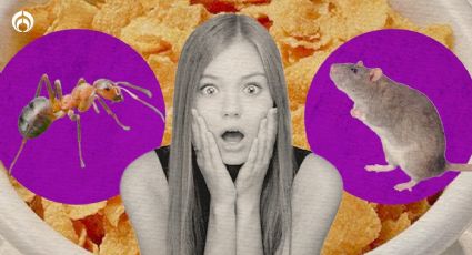 Insectos y pelos de rata en tu comida: ¿Sabías que hay un nivel permitido en productos?